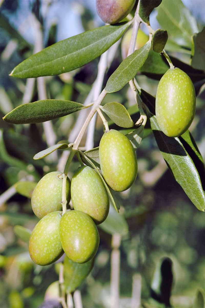Green olives growing on a branch of an olive tree
