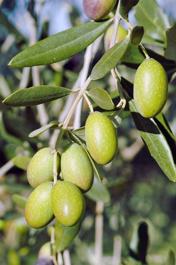 Green olives growing on a branch of an olive tree
